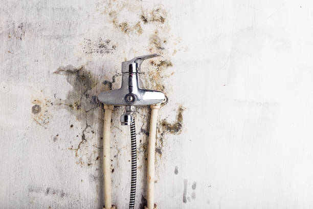 Mold Removal and Inspection in Kutztown University, PA