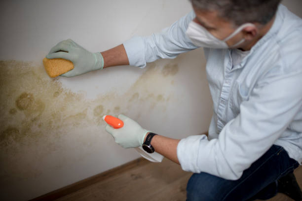 Reliable Kutztown University, PA Mold Removal Solutions