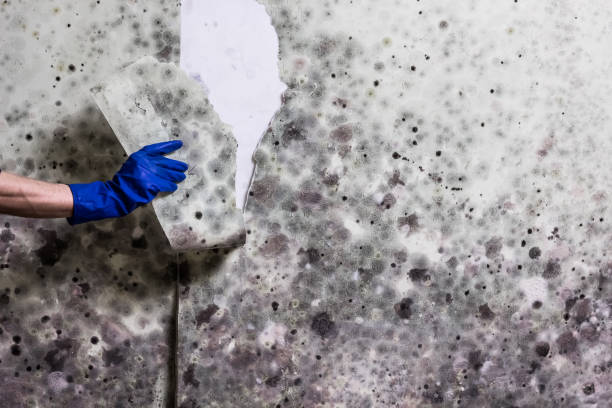 Best Local Mold Removal Service  in Kutztown University, PA